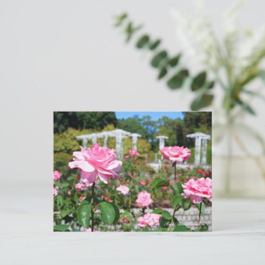 Rosa Queen Elizabeth Postkarte (Stehend Vorderseite)