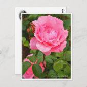 Rosa Queen Elizabeth Postkarte (Vorne/Hinten)