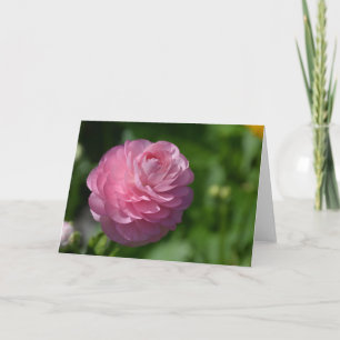 Rosa ranunculus-Blume Karte