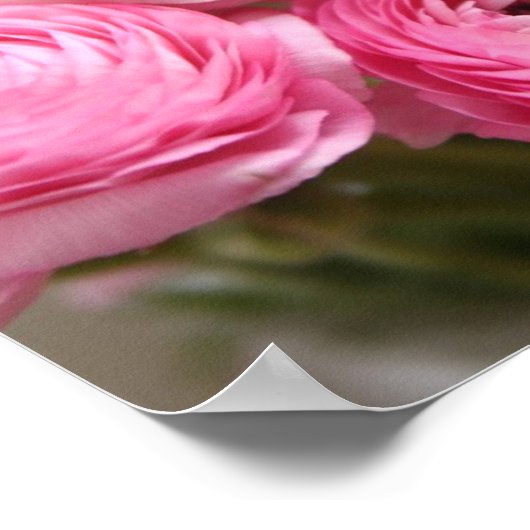 Rosa ranunculus Blume Poster (Ecke)