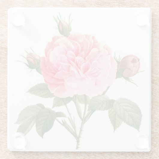 Rosa Redoute Rose Blume Untersetzer (Rückseite)