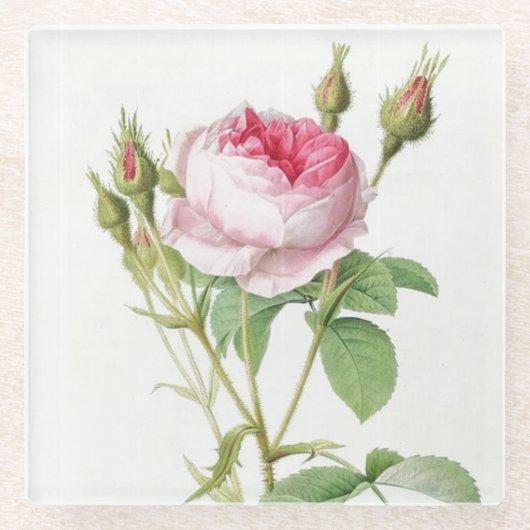 Rosa Redoute Rose Glass Untersetzer (Vorderseite)