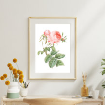 Rosa Redouté Vintage Rose