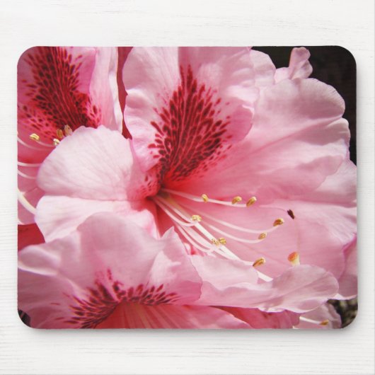 Rosa Rhodies mit Blumenmousepad herrliche Mousepad (Vorne)
