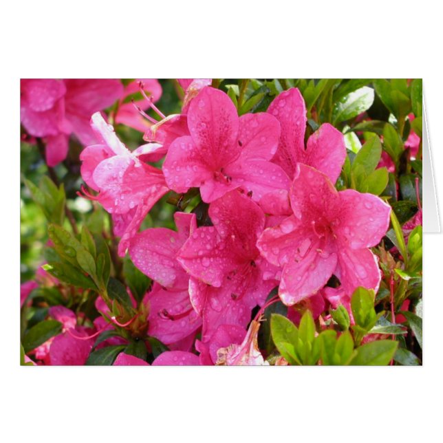 Rosa Rhododendren (Vorderseite (Horizontal))