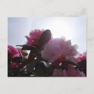 Rosa Rhododendren mit Sunlight DIY Postkarte