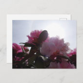 Rosa Rhododendren mit Sunlight DIY Postkarte (Vorne/Hinten)