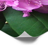 Rosa Rhododendren Poster (Ecke)