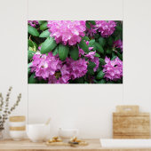 Rosa Rhododendren Poster (Küche)