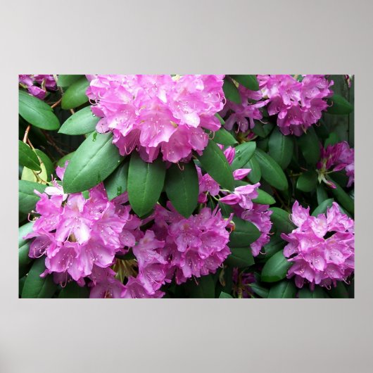 Rosa Rhododendren Poster (Vorne)