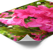 Rosa Rhododendren Poster (Ecke)