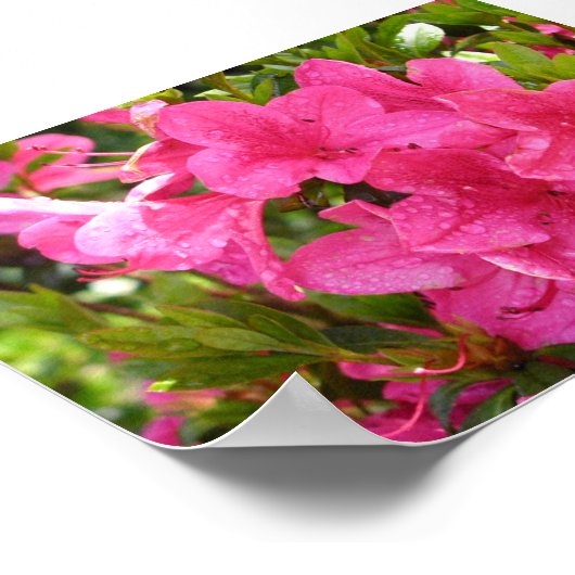 Rosa Rhododendren Poster (Ecke)