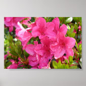 Rosa Rhododendren Poster (Vorne)