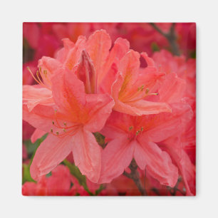 Rosa Rhododendron Azalea Blume Magnet