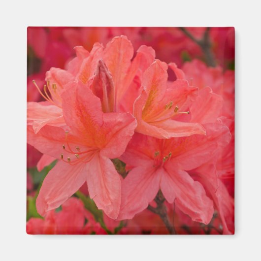 Rosa Rhododendron Azalea Blume Magnet (Vorne)