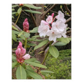 Rosa Rhododendron Blooms Bloral Fotodruck (Vorne)