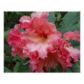 Rosa Rhododendron Blooms Bloral Poster (Vorderseite)