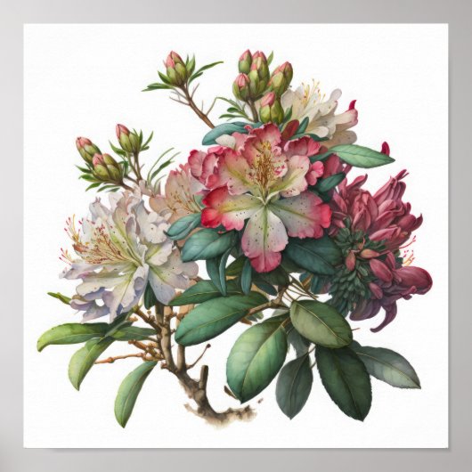 Rosa Rhododendron Blume Art Print Poster (Vorne)