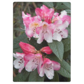Rosa Rhododendron Blume Klemmbrett (Rückseite)