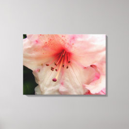 Rosa Rhododendron-Blume Leinwanddruck