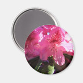 Rosa Rhododendron-Blume Magnet (Vorderseite/Rückseite)