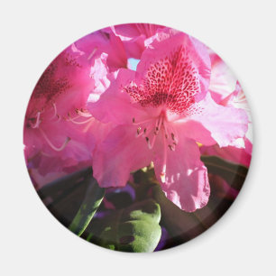 Rosa Rhododendron-Blume Magnet