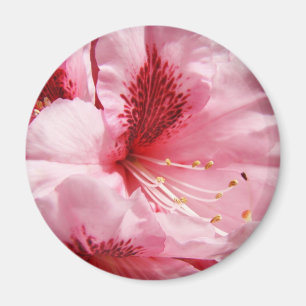 Rosa Rhododendron Blume Magnet Sommer Floral