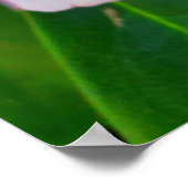 Rosa Rhododendron-Blume Poster (Ecke)