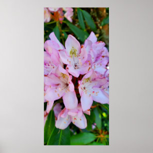 Rosa Rhododendron-Blume Poster