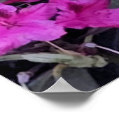 Rosa Rhododendron-Blume Poster (Ecke)