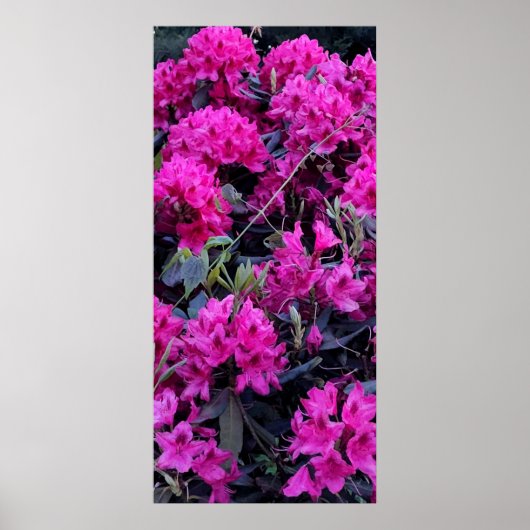 Rosa Rhododendron-Blume Poster (Vorne)