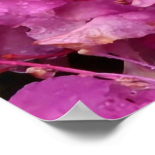 Rosa Rhododendron-Blume Poster (Ecke)