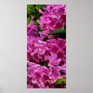 Rosa Rhododendron-Blume Poster