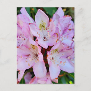 Rosa Rhododendron-Blume Postkarte
