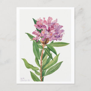 Rosa Rhododendron Botanische Illustration Postkarte