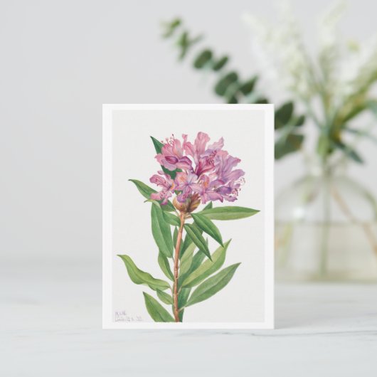 Rosa Rhododendron Botanische Illustration Postkarte (Stehend Vorderseite)