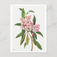 Rosa Rhododendron Botanische Illustration
