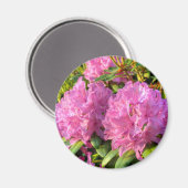 Rosa Rhododendron II Magnet (Vorderseite/Rückseite)