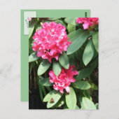 Rosa Rhododendron mit kleinem Schmetterling Postka Postkarte (Vorne/Hinten)