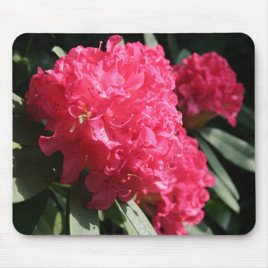 Rosa Rhododendron Mousepad (Vorne)