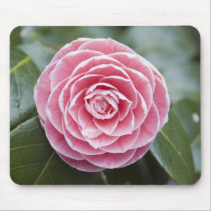Rosa Rhododendron Mousepad
