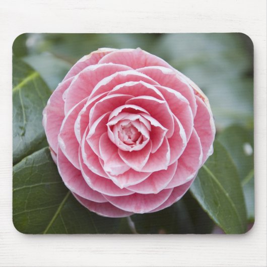 Rosa Rhododendron Mousepad (Vorne)