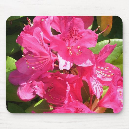 Rosa Rhododendron Mousepad (Vorne)