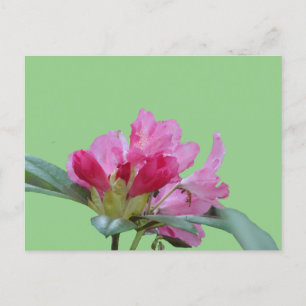 Rosa Rhododendron Nahe die Kruste auf. BG DIY Post Postkarte