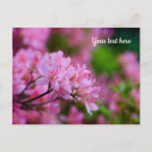 Rosa Rhododendron Postkarte (Vorderseite)