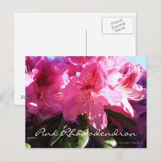 Rosa Rhododendron Postkarte (Vorne/Hinten)