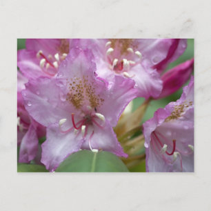 Rosa Rhododendron Postkarte