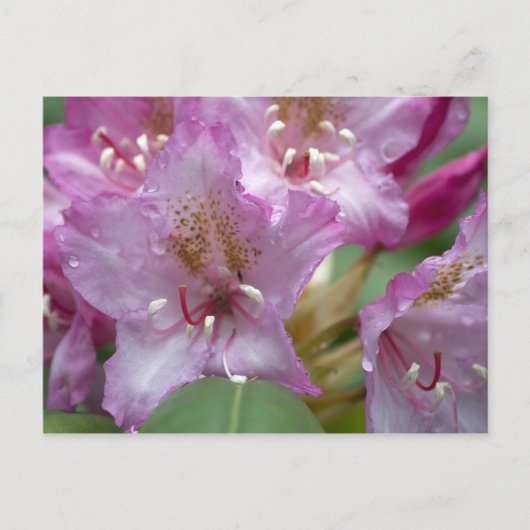 Rosa Rhododendron Postkarte (Vorderseite)