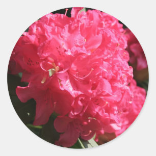 Rosa Rhododendron Runder Aufkleber