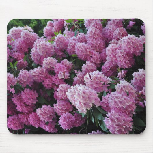 Rosa Rhododendron Schönheit Mousepad (Vorne)